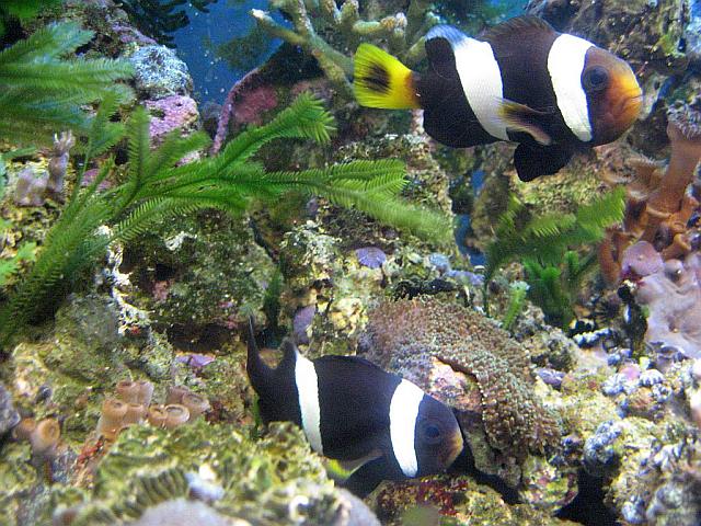 Amphiprion polymnus 2 lata póniej