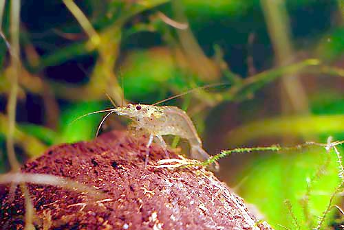 Samiec krewetki Amano (Caridina japonica)