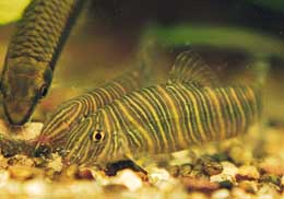Botia striata