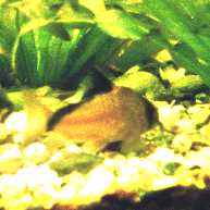 Corydoras metae zdjty u ukasza Kuchty