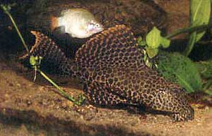 Glyptoperichthys gibbiceps u ukasza w akwarium