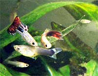 Gupiki Poecilia reticulata