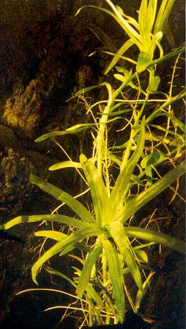 Heteranthera zosterifolia