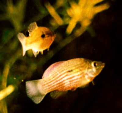 Jordanela floridae