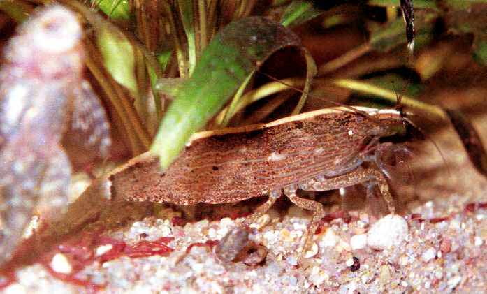 Krewetka filtrujca Atya sp. wrd kryptokoryn