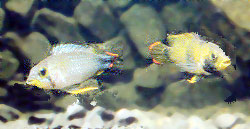 Para Apistogramma pandurini