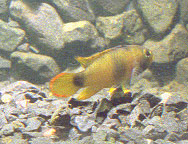 Samica Apistogramma pandurini