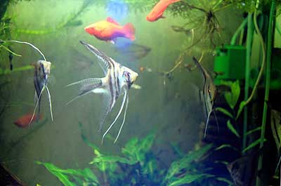 Pterophyllum scalare w tle mieczyki