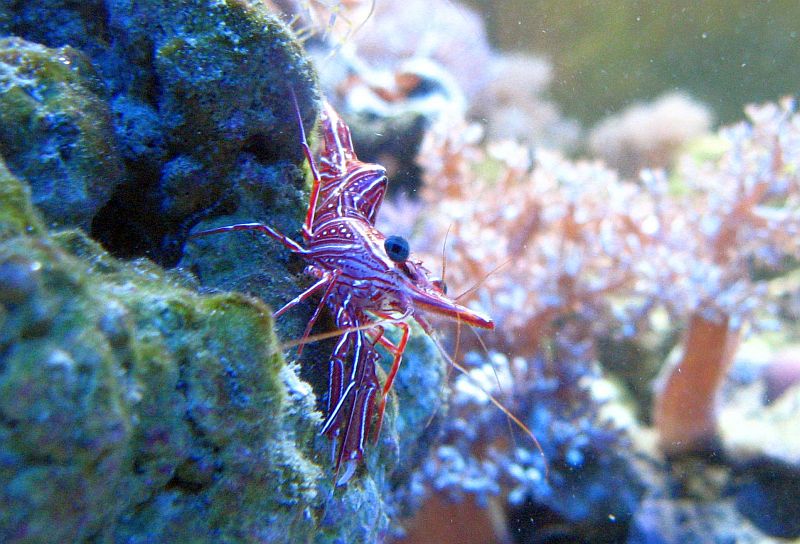 Rhynchocinetes durbanensis lub Rhynchocinetes uritai