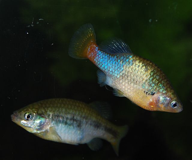 Xenotoca eiseni