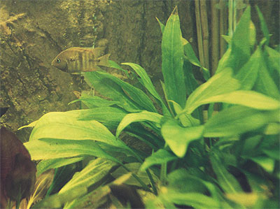 Echinodorus bleheri